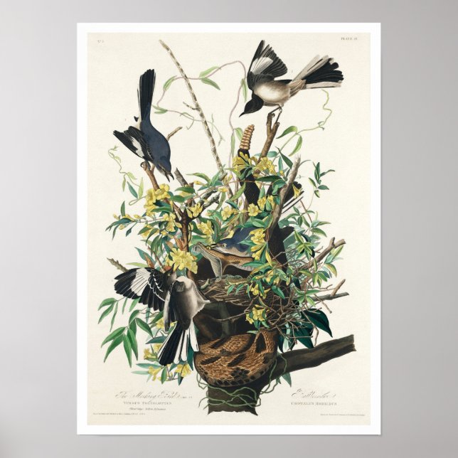 Mocking Bird par Audubon Poster (Devant)