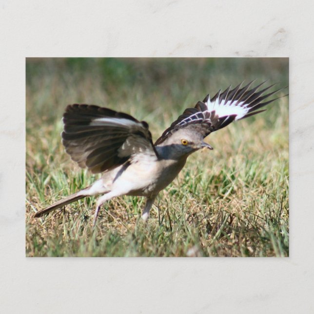 Mocking Bird Photo Postcard (Front)