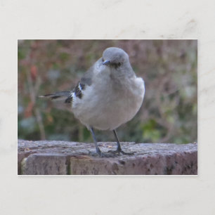 Mocking Bird Postcard