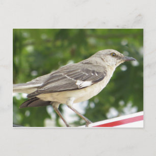 Mocking Bird Postcard
