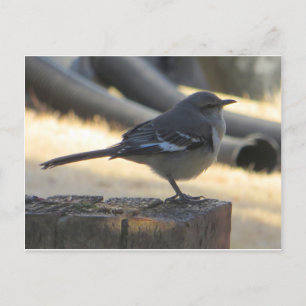 Mocking Bird Postcard