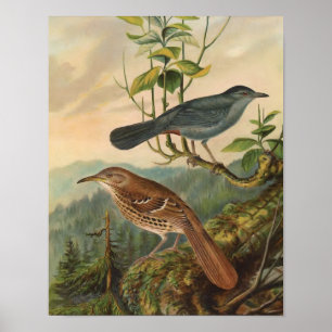 Mockingbird and Brown Thrasher Poster