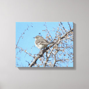 Mockingbird Canvas Print