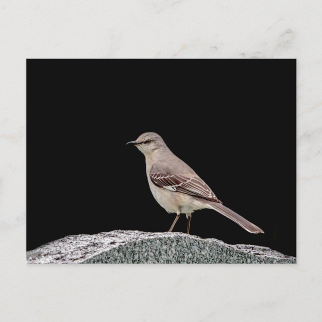 Mockingbird on a tombstone postcard (Front)