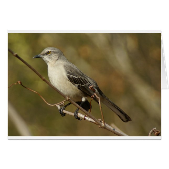 Mockingbird Ornithology (Front Horizontal)