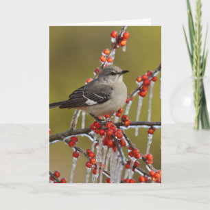 Mockingbird Perched on Icy Holly Branch Holiday Card