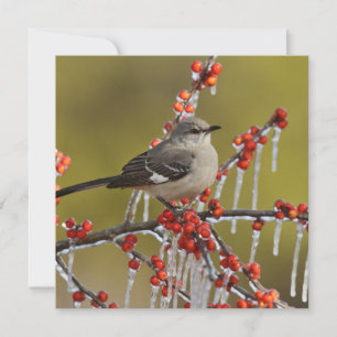 Mockingbird Perched on Icy Holly Branch Holiday Card