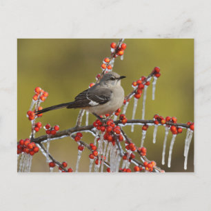 Mockingbird Perched on Icy Holly Branch Holiday Postcard