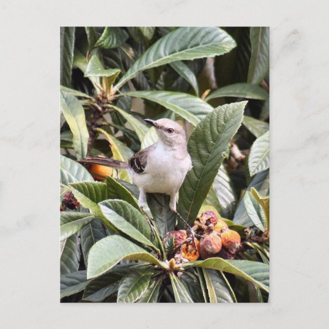 Mockingbird Photo Postcard (Front)