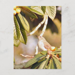 Mockingbird Photo Postcard