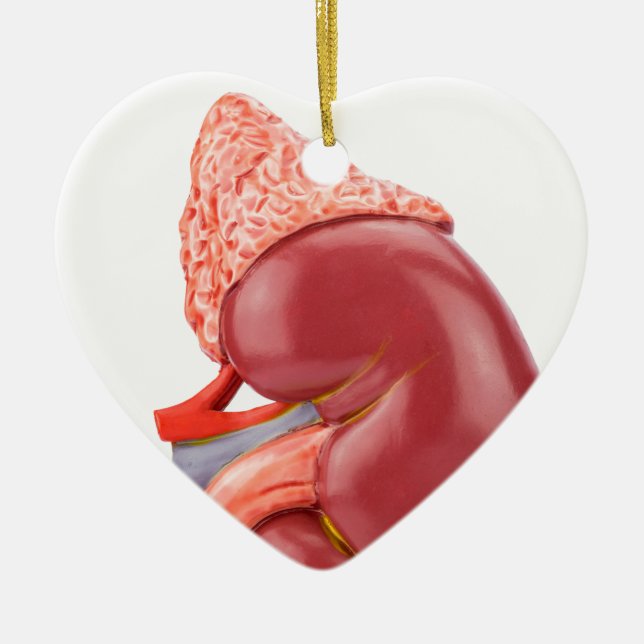 Model human kidney outside ceramic ornament (Front)