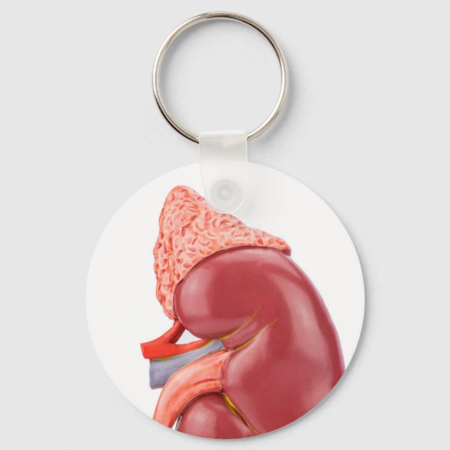 Model human kidney outside keychain (Front)