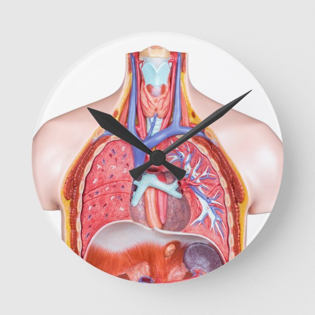 Model internal human body on white background round clock (Front)