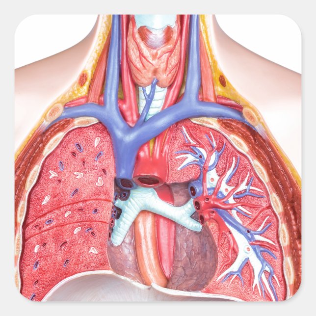 Model internal human body on white background square sticker (Front)