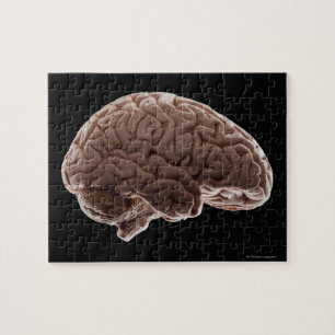 Model of human brain, studio shot jigsaw puzzle