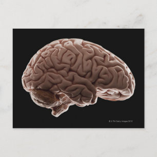Model of human brain, studio shot postcard