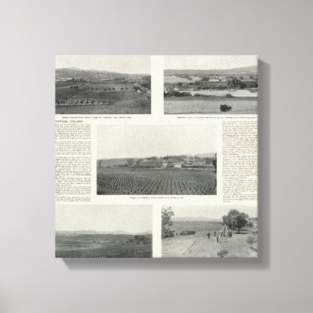 Model Vineyards, California Canvas Print (Front)