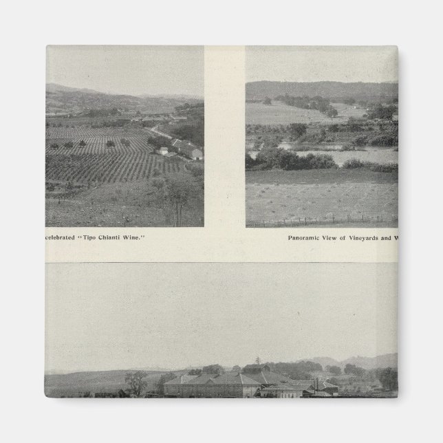 Model Vineyards, California Magnet (Front)