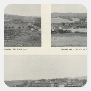 Model Vineyards, California Square Sticker