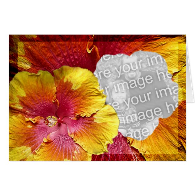 Modèle 1 de ketmie (Devant horizontal)