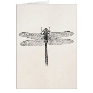 Modèle américain vintage de mouche de dragon de