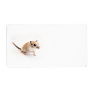 Modèle animal de gerbilles d'animal familier de