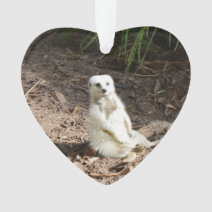 Modèle dans la nature : suricate blanc posant pour