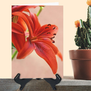 Modèle de photo de Tiger Lily Orange pour un rétab