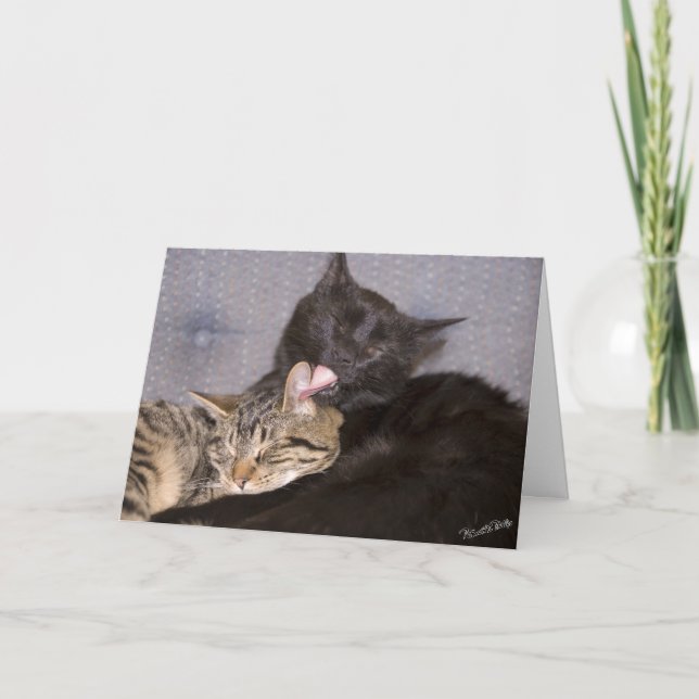 Modèle de photographie de chatons mignons qui vous (Devant)