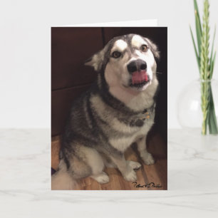 Modèle de photographie de Malamute d'Alaska mignon