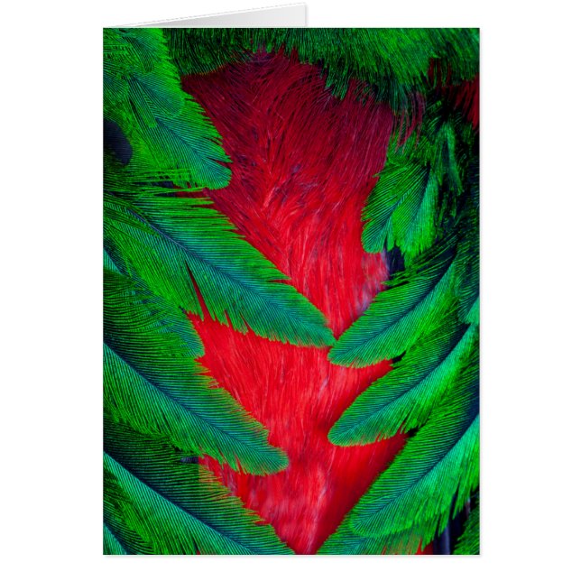 Modèle de plume Quetzal resplendant (Devant)