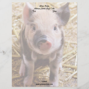 Modèle D'en-tête De Lettre Piglet