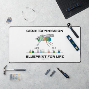 Modèle D'Expression Génétique Pour Les Gènes Homéo