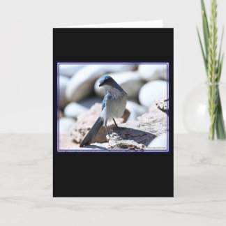 Modèle Scrub-Jay de Woodhouse pour la caméra.