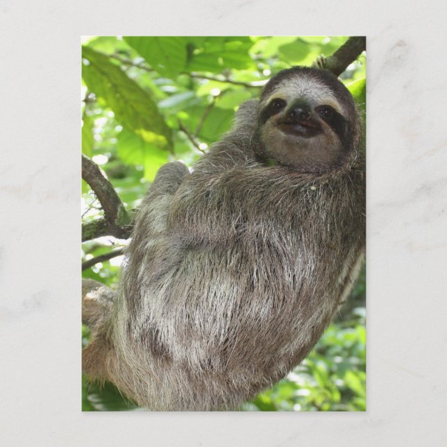 Modèle vertical carte postale - Customisé (Devant)