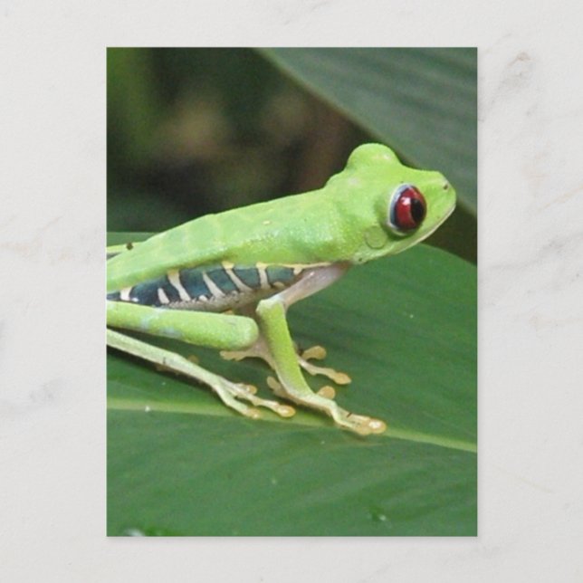 Modèle vertical de carte postale - Customisé (Devant)