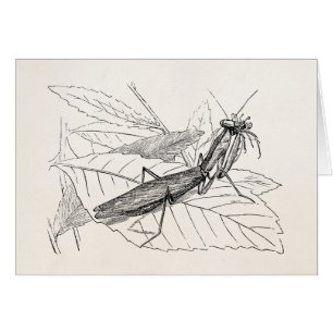 Modèle vintage d'insecte de mante de prière