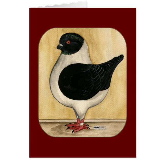Modena Black Gazzi Pigeon (Front)