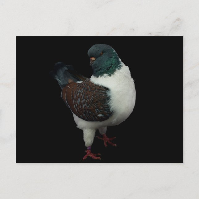 modena pigeon postcard (Front)