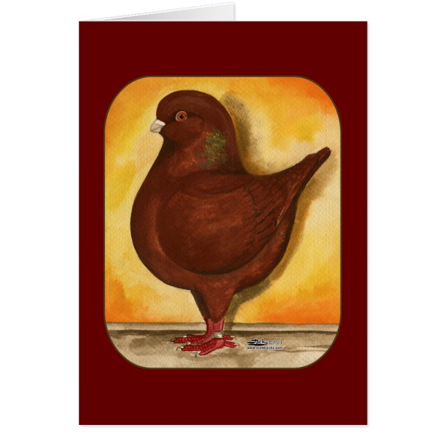 Modena Red Schietti Pigeon (Front)