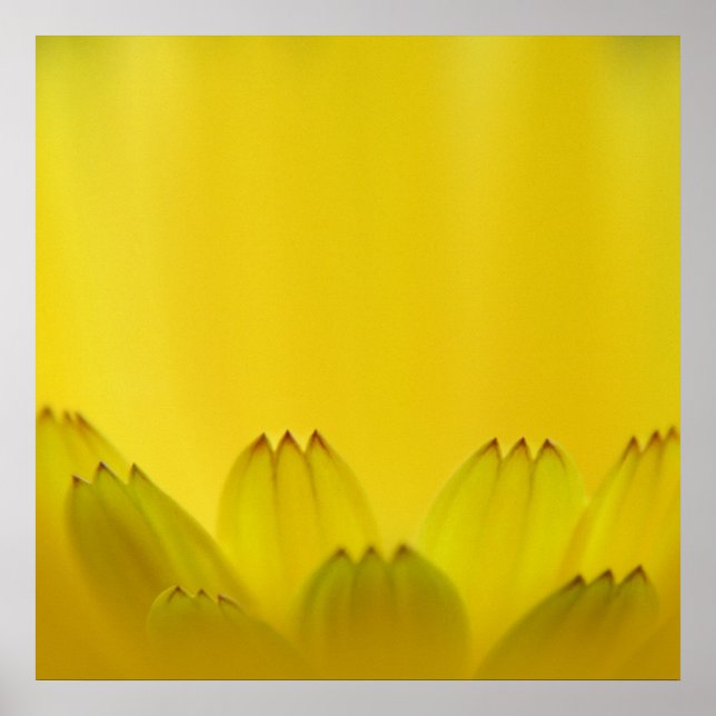 Modern Abstract Yellow Marigold Flower Petals Poster (Front)