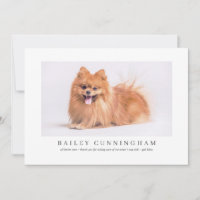 Modern And Simple Photo Pet Thanks Vet Nurses