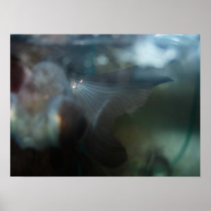 Modern Artistic Fish Poster