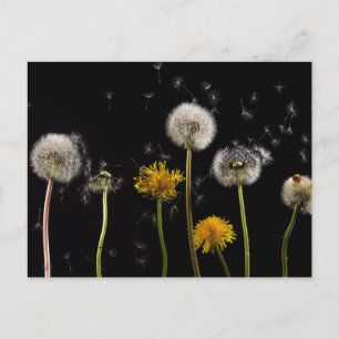 Modern Black Dandelion Postcard