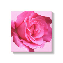 Modern boho pretty pink rose digital fine art