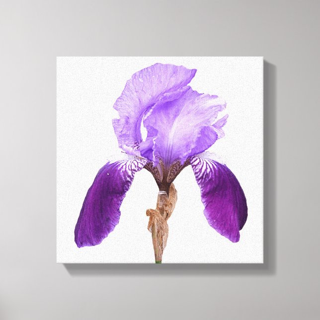 Modern boho pretty purple iris digital fine art canvas print (Front)