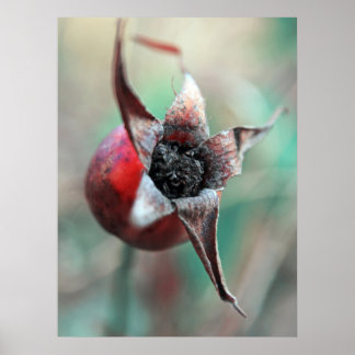 Modern Elegant Abstract Rose Hip Macro Poster