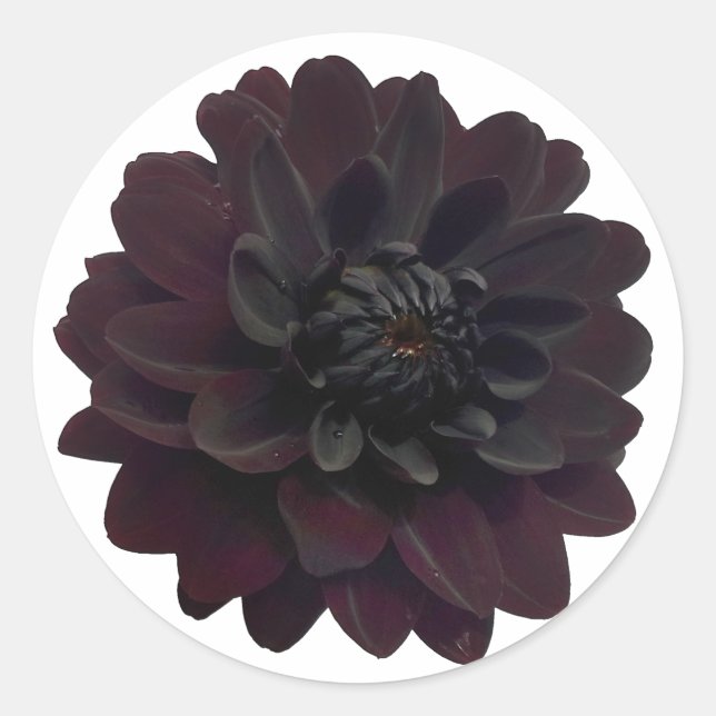 Modern Floral Black Dahlia Flower Classic Round Sticker (Front)