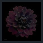 Modern Floral Pop Art Black Dahlia Flower on Black Poster<br><div class="desc">Beautiful deepest velvet purple black dahlia flower on this cool and modern floral art print from a photograph by Paul Stickland. A gothic flower on a black pop art square background. I do love dahlias and grow a lot in our garden, there is something very special about the intense colours...</div>