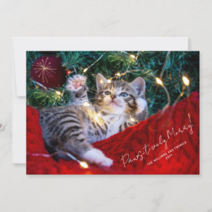 Modern Pet Photo Script Pawsitively Merry Holiday Card